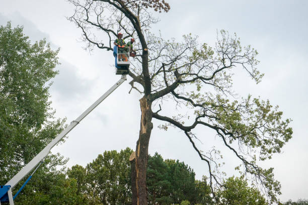 Best Utility Line Clearance  in Murphy, NC